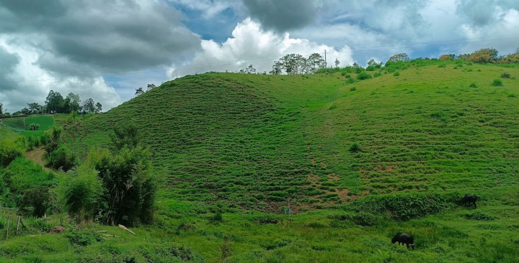 Land dispossessions in Colombia: Historical trajectories into the&nbsp;present