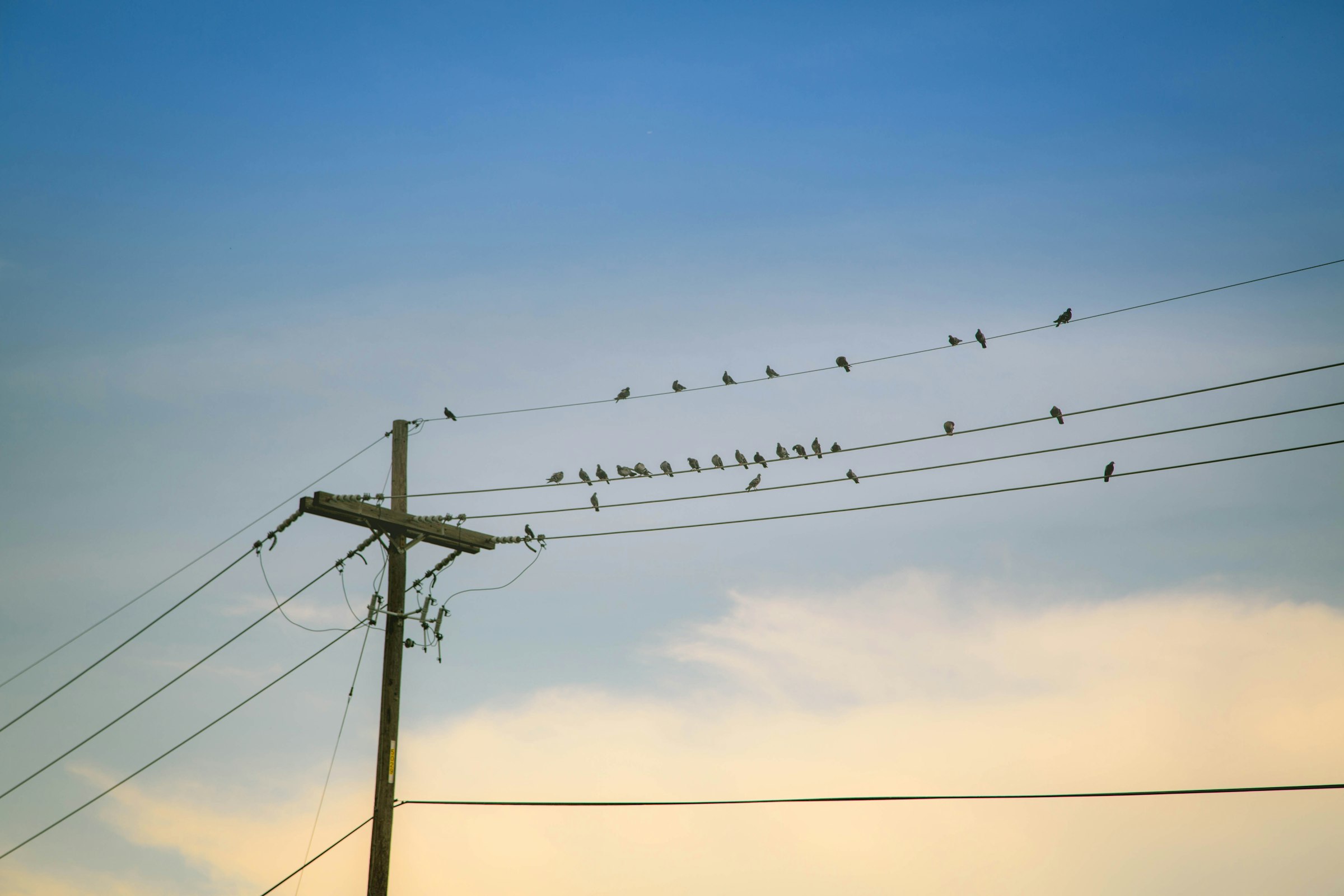 A flock of birds perched along electric wires under a pale, cloudy sky